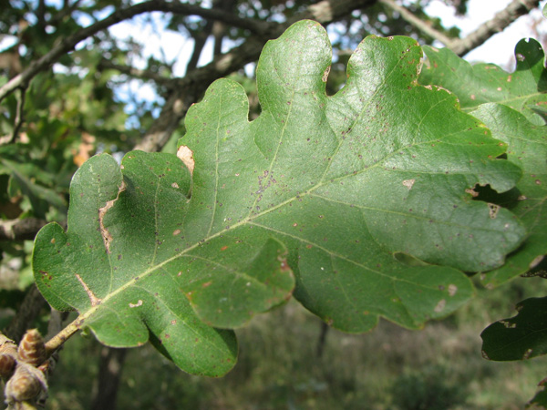 Galle di Andricus theophrasteus e di A. caputmedusae su Quercus macrolepis